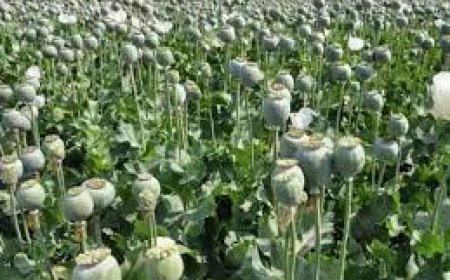 बरसात से कटाई के बाद रखी फसल खराब होने पर मिल सकेगा बीमा क्लेम