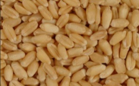 समर्थन मूल्य पर गेहूं खरीद हेतु पंजीकरण जारी