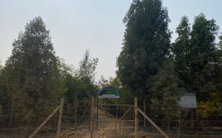 चंदेरिया लेड जिंक स्मेल्टर में मियावाकी मिनी फॉरेस्ट  पर्यावरण संरक्षण के लिए नया कदम