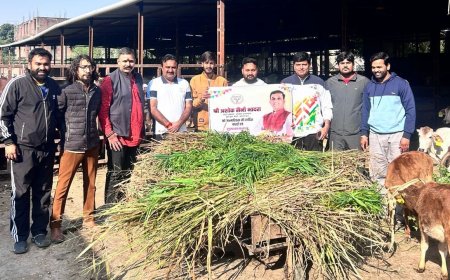 भाजपा प्रदेश प्रवक्ता सैनी के जन्म दिन पर भाजपा युवा मोर्चा ने की गौ सेवा